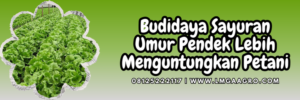 Budidaya tanaman sayur, sayur hijau, jenis sayuran, macam sayuran, budidaya sayuran umur pendek, menanam sayuran, Lmga Agro