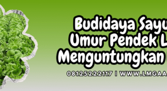 Budidaya Sayuran Umur Pendek Lebih Menguntungkan Petani