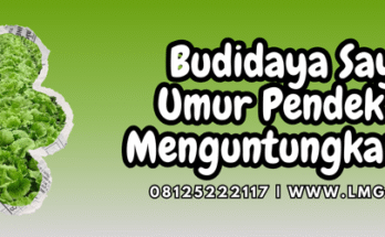 Budidaya tanaman sayur, sayur hijau, jenis sayuran, macam sayuran, budidaya sayuran umur pendek, menanam sayuran, Lmga Agro