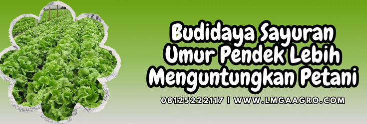 Budidaya tanaman sayur, sayur hijau, jenis sayuran, macam sayuran, budidaya sayuran umur pendek, menanam sayuran, Lmga Agro