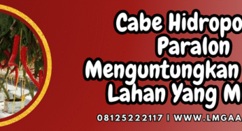 Cabe Hidroponik Paralon Menguntungkan Untuk Lahan Minim