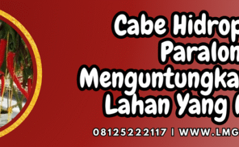 Tanaman cabe hidroponik, budidaya cabe, cabe hidroponik paralon, tanam cabe, cara tanam cabe, Lmga Agro