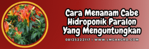 Tanaman cabe hidroponik, budidaya cabe, cabe hidroponik paralon, tanam cabe, cara tanam cabe, Lmga Agro