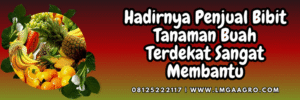 Tanaman buah, budidaya, jual bibit buah, bibit tanaman buah terdekat, pohon buah, Lmga Agro