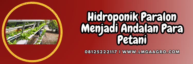 Jual Benih Cabe Terbukti Unggul Harga Terjangkau | Lmga Agro Tanaman cabe hidroponik, budidaya cabe, cabe hidroponik paralon, tanam cabe, cara tanam cabe, Lmga Agro