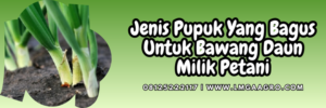 pupuk yang bagus untuk bawang daun, bawang daun, bibit daun bawang, atonik, tanaman daun bawang, jenis pupuk