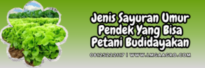 Budidaya tanaman sayur, sayur hijau, jenis sayuran, macam sayuran, budidaya sayuran umur pendek, menanam sayuran, Lmga Agro