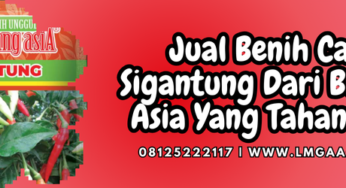 Jual Benih Cabe Sigantung Dari Bintang Asia Yang Tahan Virus