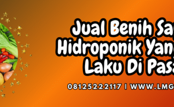 Sayuran hidroponik yang paling cepat laku, tanaman cepat panen, budidaya sayuran hidroponik, tanaman sayur hidroponik, tanaman hidroponik, Lmga Agro