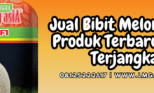 Cara menanam melon, budidaya melon, tanam melon, benih melon madu, jual bibit melon jumbo, Lmga Agro