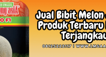 Jual Bibit Melon Jumbo Produk Terbaru Harga Terjangkau
