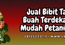 Tanaman buah, budidaya, jual bibit buah, bibit tanaman buah terdekat, pohon buah, Lmga Agro