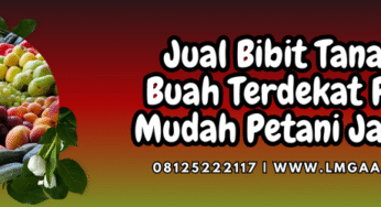 Jual Bibit Tanaman Buah Terdekat Paling Mudah Petani Jangkau