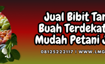 Tanaman buah, budidaya, jual bibit buah, bibit tanaman buah terdekat, pohon buah, Lmga Agro