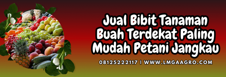 Tanaman buah, budidaya, jual bibit buah, bibit tanaman buah terdekat, pohon buah, Lmga Agro