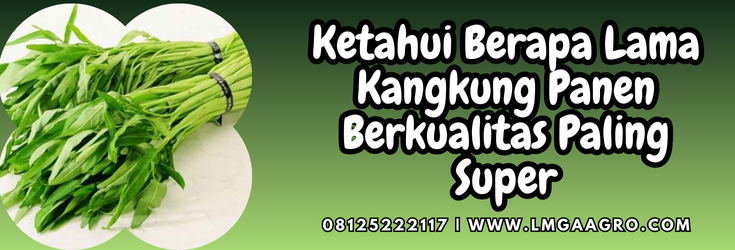 Budidaya kangkung, berapa lama kangkung panen, kandungan kangkung, kangkung tanah, kangkung sawah, Lmga Agro