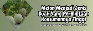 pohon melon berbunga, menanam melon, budidaya melon, cara menanam melon, tanam melon, lmga agro