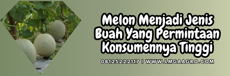 Jual Benih Pohon Melon Berbunga Lebat Harga Murah | Lmga Agro pohon melon berbunga, menanam melon, budidaya melon, cara menanam melon, tanam melon, lmga agro