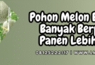 pohon melon berbunga, menanam melon, budidaya melon, cara menanam melon, tanam melon, lmga agro