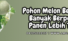 pohon melon berbunga, menanam melon, budidaya melon, cara menanam melon, tanam melon, lmga agro