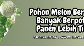 Pohon Melon Berbunga Banyak Berpotensi Panen Lebih Tinggi