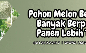 pohon melon berbunga, menanam melon, budidaya melon, cara menanam melon, tanam melon, lmga agro
