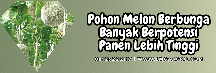 pohon melon berbunga, menanam melon, budidaya melon, cara menanam melon, tanam melon, lmga agro