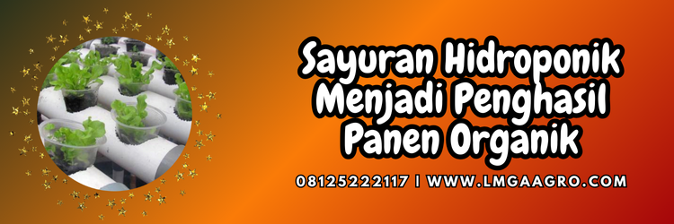 Sayuran hidroponik yang paling cepat laku, tanaman cepat panen, budidaya sayuran hidroponik, tanaman sayur hidroponik, tanaman hidroponik, Lmga Agro