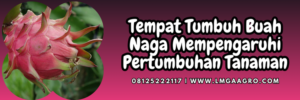Budidaya buah naga, cara memilih buah naga, tempat tumbuh buah naga, ciri ciri buah naga, daun buah naga, Lmga Agro