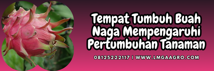Jual Benih Buah Naga Unggul Harga Murah | Lmga Agro Budidaya buah naga, cara memilih buah naga, tempat tumbuh buah naga, ciri ciri buah naga, daun buah naga, Lmga Agro