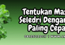 Budidaya seledri, cara menanam seledri, cara menanam bibit seledri, masa panen seledri, cara menyamai seledri, Lmga Agro