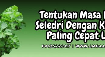 Tentukan Masa Panen Seledri Dengan Kualitas Paling Cepat Laku