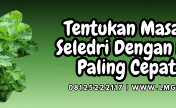 Budidaya seledri, cara menanam seledri, cara menanam bibit seledri, masa panen seledri, cara menyamai seledri, Lmga Agro