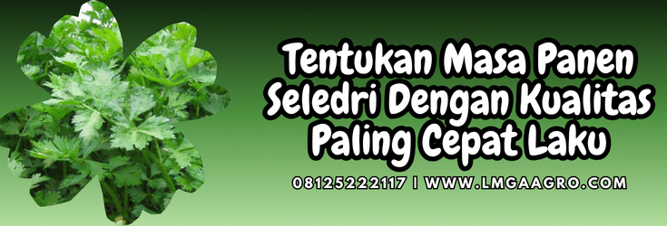 Budidaya seledri, cara menanam seledri, cara menanam bibit seledri, masa panen seledri, cara menyamai seledri, Lmga Agro