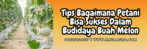 Cara menanam melon, budidaya melon, tanam melon, benih melon madu, jual bibit melon jumbo, Lmga Agro