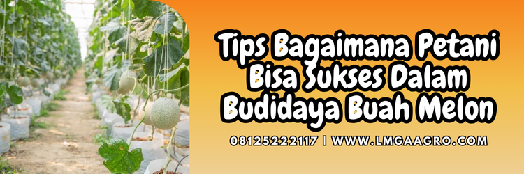 Jual Bibit Melon Jumbo Produk Baru Harga Murah | Lmga Agro Cara menanam melon, budidaya melon, tanam melon, benih melon madu, jual bibit melon jumbo, Lmga Agro