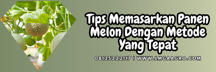 Jual Benih Pohon Melon Berbunga Lebat Harga Murah | Lmga Agro pohon melon berbunga, menanam melon, budidaya melon, cara menanam melon, tanam melon, lmga agro