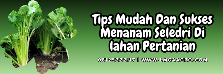 Jual Benih Seledri Terbukti Unggul Harga Terjangkau | Lmga Agro Budidaya seledri, cara menanam seledri, cara menanam bibit seledri, masa panen seledri, cara menyamai seledri, Lmga Agro