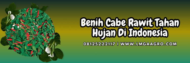 benih,cabe,cabe rawit,musim hujan,lmga agro