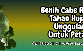 budidaya,cabai,cabai rawit,musim penghujan,lmga agro