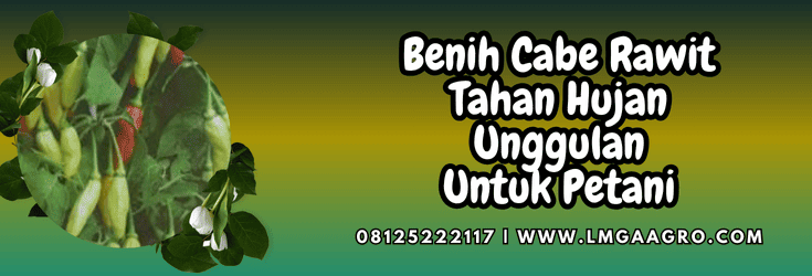 budidaya,cabai,cabai rawit,musim penghujan,lmga agro