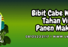 bisi,cap kapal terbang,chia tai seed,warrior bisi,cmb warrior,lmga agro