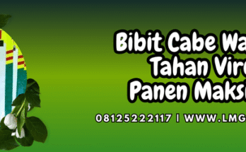 bisi,cap kapal terbang,chia tai seed,warrior bisi,cmb warrior,lmga agro