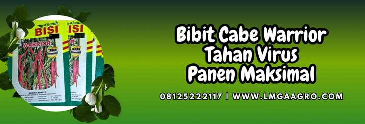 bisi,cap kapal terbang,chia tai seed,warrior bisi,cmb warrior,lmga agro