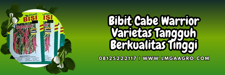 benih cabe,benih cabai,warrior f1,f1,lmga agro