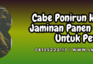 cabe,ponirun,halbanero,ponirun halbanero,lmga agro