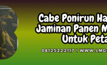 cabe,ponirun,halbanero,ponirun halbanero,lmga agro