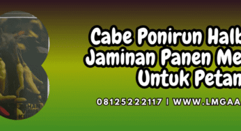 Cabe Ponirun Halbanero Jaminan Panen Melimpah Untuk Petani