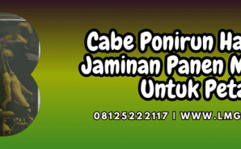 cabe,ponirun,halbanero,ponirun halbanero,lmga agro