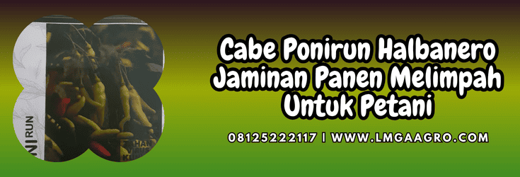 cabe,ponirun,halbanero,ponirun halbanero,lmga agro